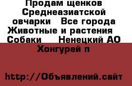 Продам щенков Среднеазиатской овчарки - Все города Животные и растения » Собаки   . Ненецкий АО,Хонгурей п.